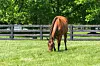 Horse grazing in a grassy fenced pasture with trees behind.