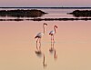 Two flamingos standing in shallow pastel water with clear reflections at sunrise.
