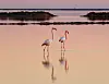 Two flamingos standing in shallow pastel water with clear reflections at sunrise.
