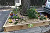 Raised wooden planter around a tree with colourful flowers and gravel beside a road.