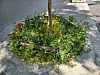 Circular flower bed with wildflowers and a small tree beside a pavement.
