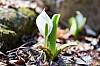 Skunk cabbage shoots growing from the forest floor in spring in Hokkaido.