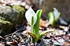 Skunk cabbage shoots growing from the forest floor in spring in Hokkaido.