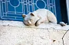 Stone cat sculpture resting on a ledge in front of a blue window.