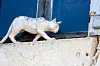 White cat sculpture on a worn ledge beside a blue wall in La Romieu, France.