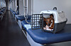 Zvergpinscher in a pet transport case on a blue train seat inside a train carriage.