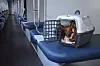 Zvergpinscher in a pet transport case on a blue train seat inside a train carriage.