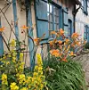 Orange lilies and yellow flowers beside a blue cottage with shuttered windows and a cobbled path.