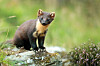 Pine marten standing on a mossy rock in a grassy Scottish landscape.