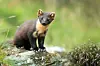 Pine marten standing on a mossy rock in a grassy Scottish landscape.
