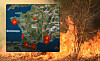 Wildfire flames burn dry grass beside bare trees, with a map inset showing fire hotspots.