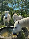 Three white horses stand around a round water trough in a grassy field with trees behind them.