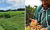 Farmer holds freshly harvested peanuts in a rural field beside green crops.