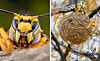 Asian Hornets in France - your questions answered