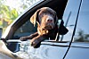 Joyful chocolate Labrador rests its paws on a car door while looking out of the open window.