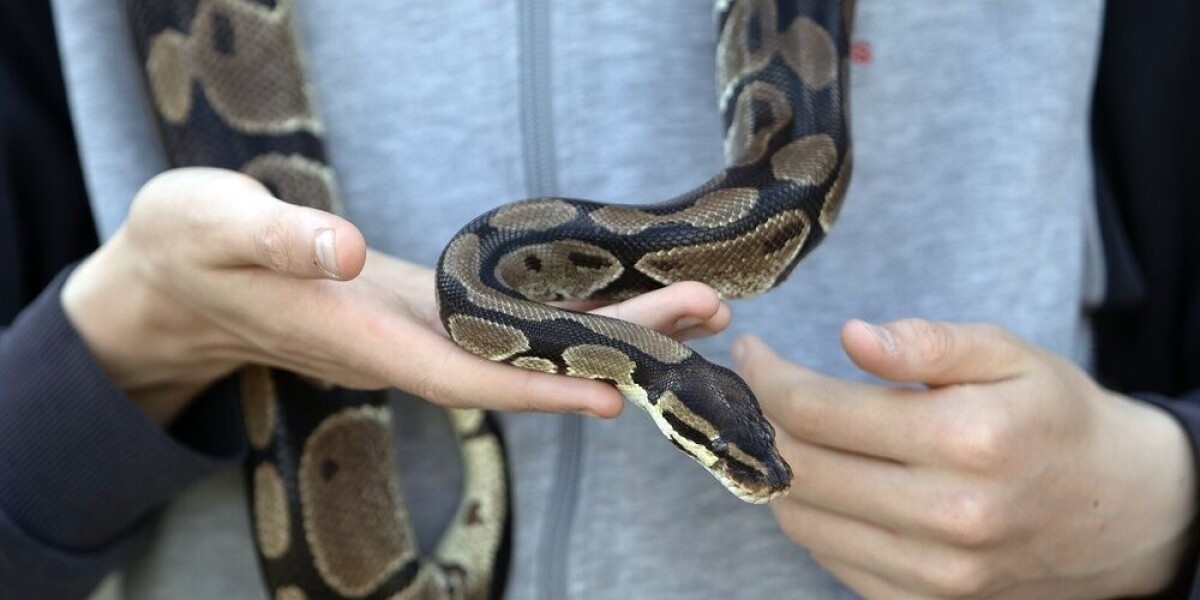 De Python Slang Royal python escapes in Saintes, western France for second time