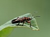 Brightly patterned seed bug perched on the edge of a green leaf against a blurred green background