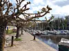 Tree-lined promenade beside a marina filled with boats under a partly cloudy sky
