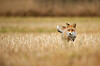 France Publishes New ‘Nuisance’ Animal List Allowing Year-Round Hunting