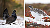 A black grouse displays beside a mottled white ptarmigan in snowy mountain terrain.
