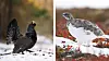 A black grouse displays beside a mottled white ptarmigan in snowy mountain terrain.