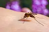 Culex pipiens mosquito feeding on human skin, with blurred purple flowers in the background