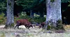 Two red deer stags lock antlers in a woodland clearing.