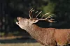 Red deer stag standing in profile with large antlers at the edge of woodland
