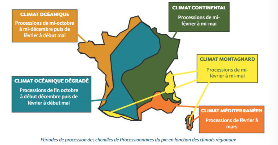 France Tree Pine processionary caterpillars return early to western France in 2026