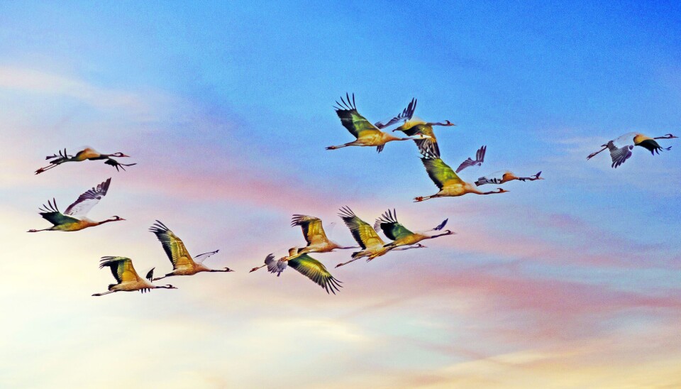 Srew With Spring Crane migration in France: where to see flocks in spring and autumn