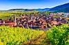 Vineyards overlook Riquewihr village, with colourful rooftops and rolling Alsace hills beyond.
